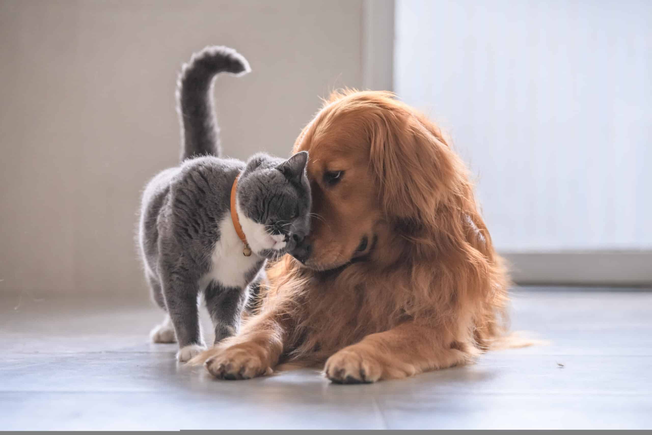 Adorable grey cat and golden retriever gently touching noses together indoors