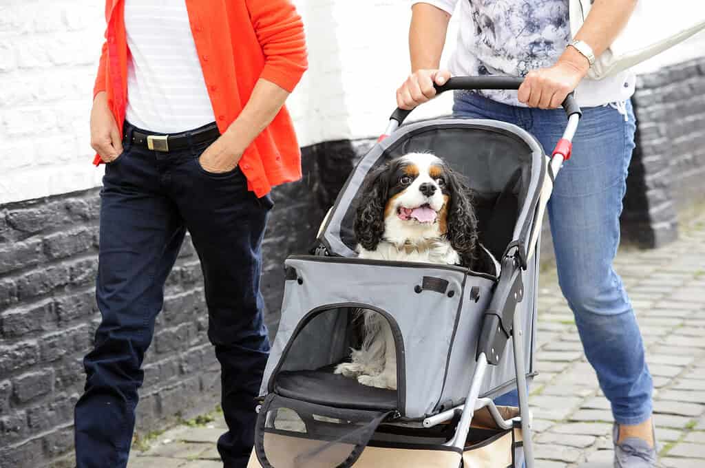 Dog with NFC pet ID tag in stroller with owner nearby.