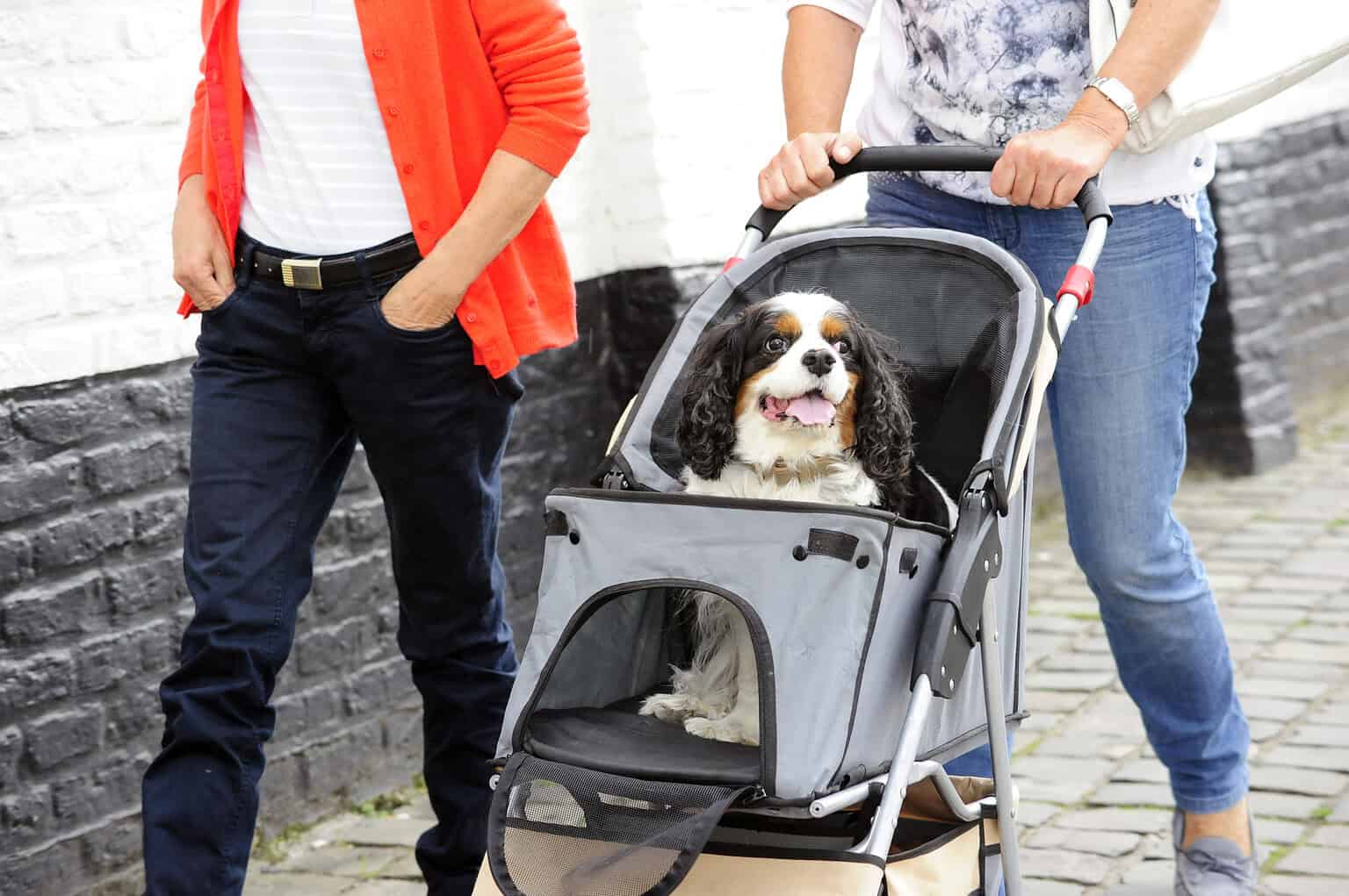 Dog with NFC pet ID tag in stroller with owner nearby.
