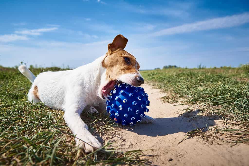 Dog with a blue spiked ball on a grassy field under a blue sky.