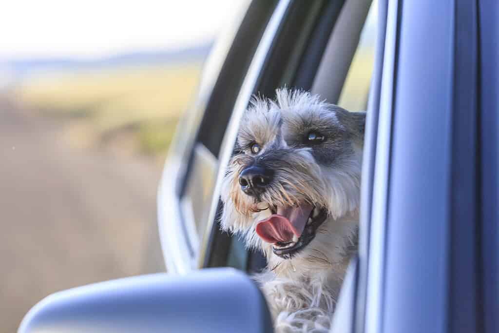 Dog with NFC pet ID tag enjoying a car ride.