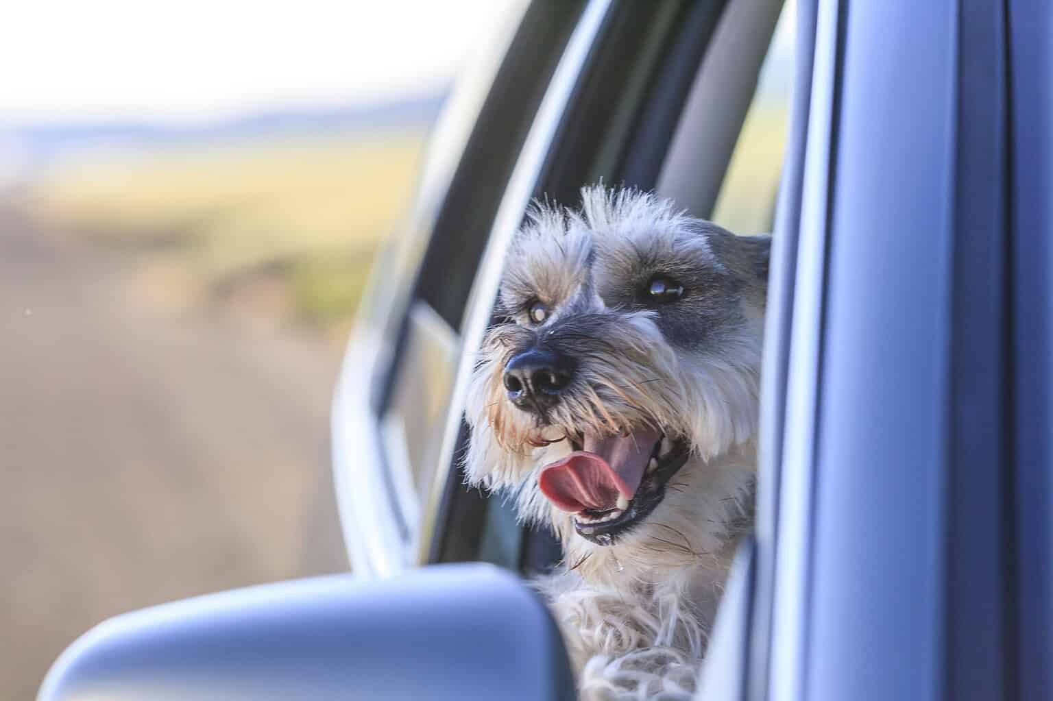 Dog with NFC pet ID tag enjoying a car ride.