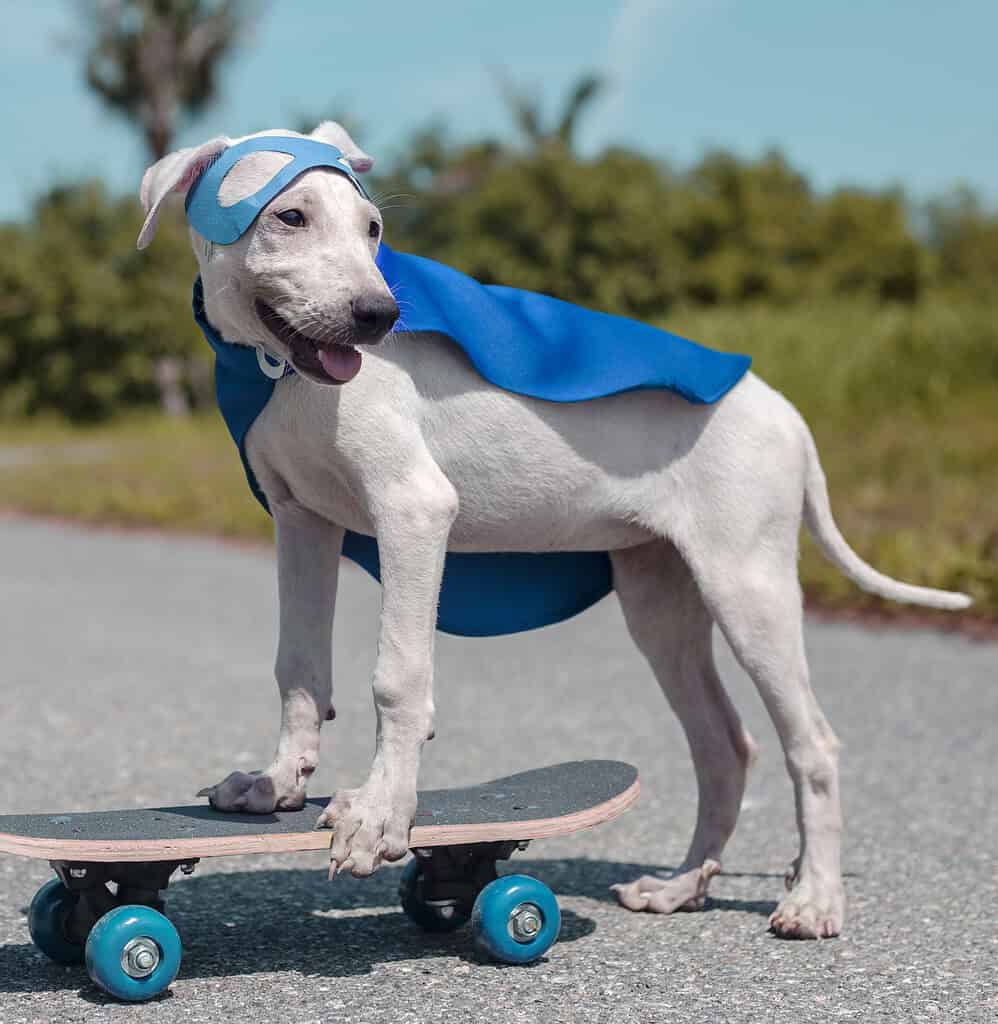 Cute dog dressed as a superhero with cape and mask on skateboard.