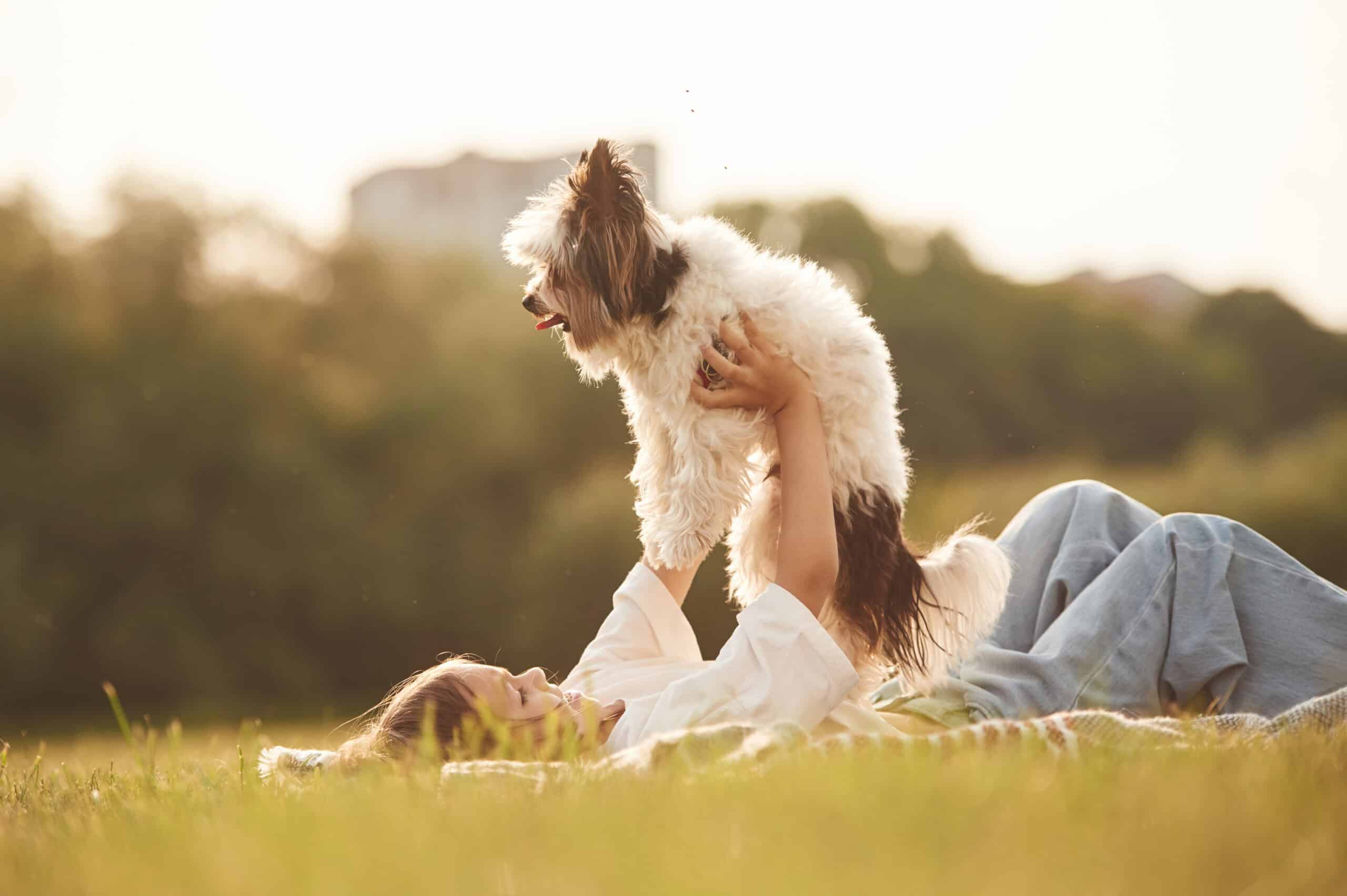 Happy owner lying in a sunny summer field lifting her adorable fluffy dog into the air