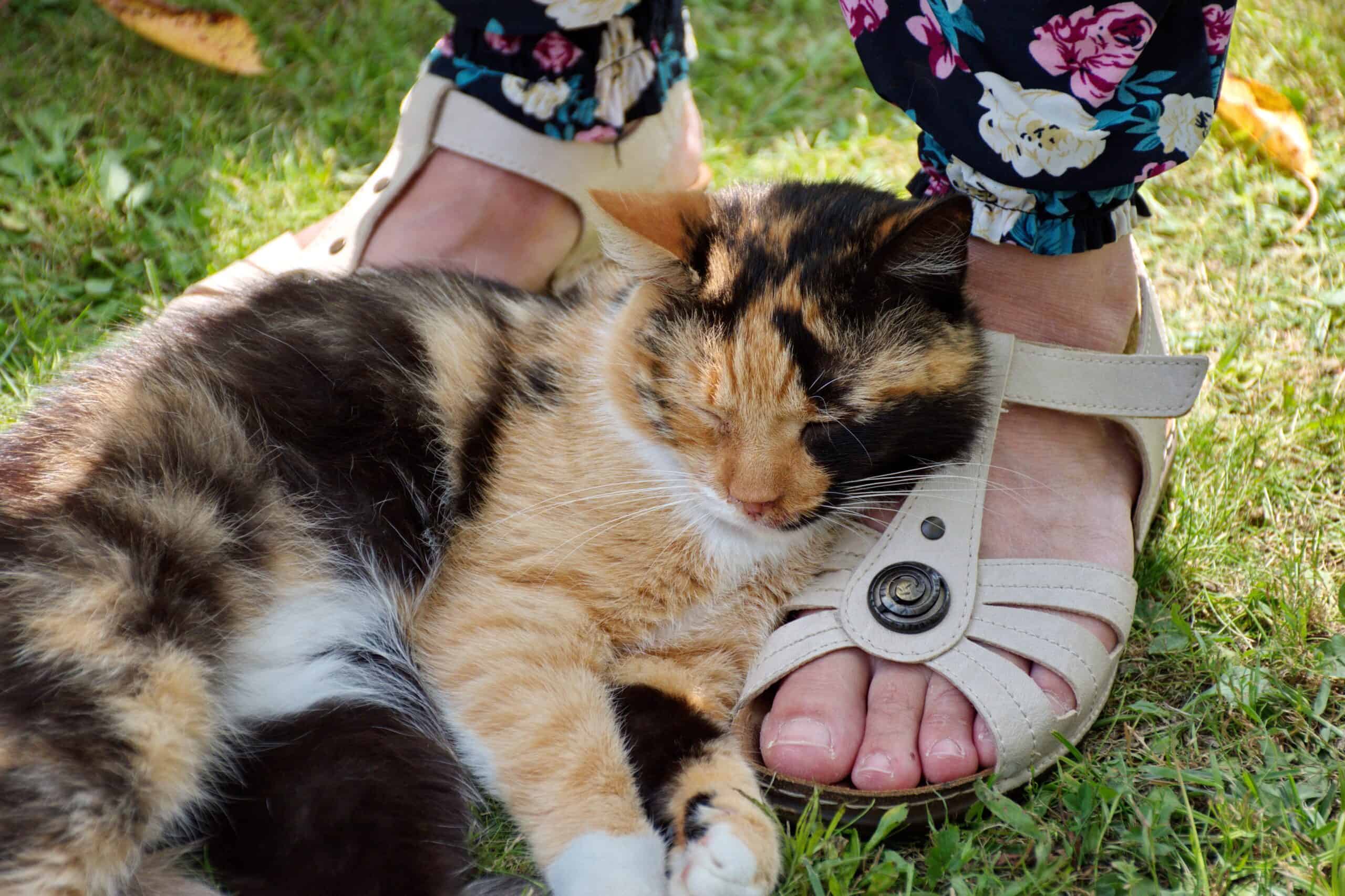 Adorable calico cat curled up asleep across a person’s feet on the grass