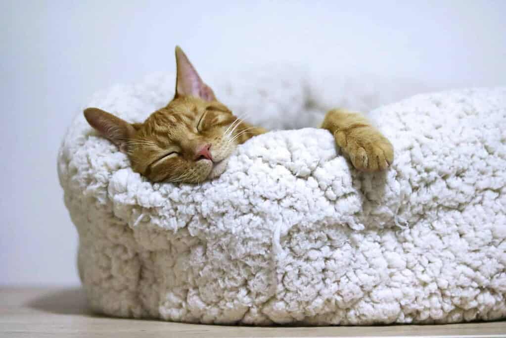 Adorable orange tabby cat sleeping peacefully in a plush white bed.