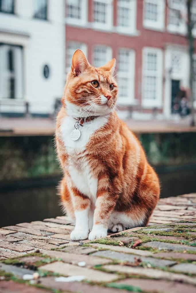 Orange tabby cat wearing a pet ID tag sitting on cobblestone path.