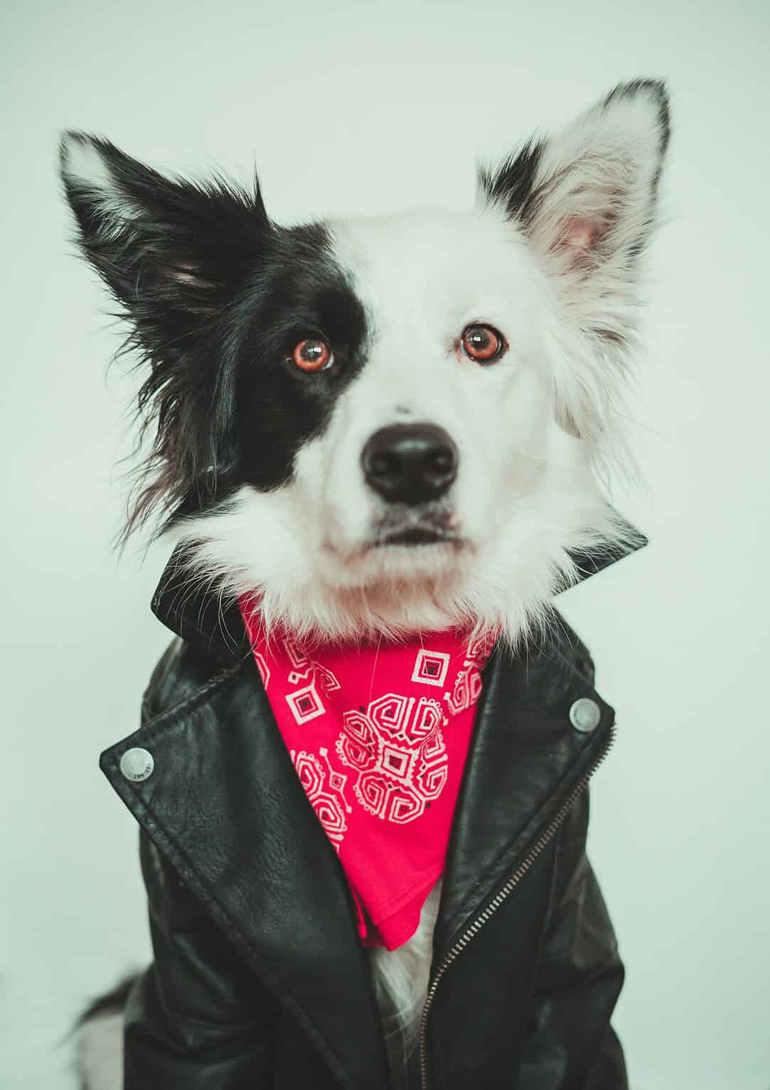 Adorable dog wearing a leather jacket and red bandana with QR code design.
