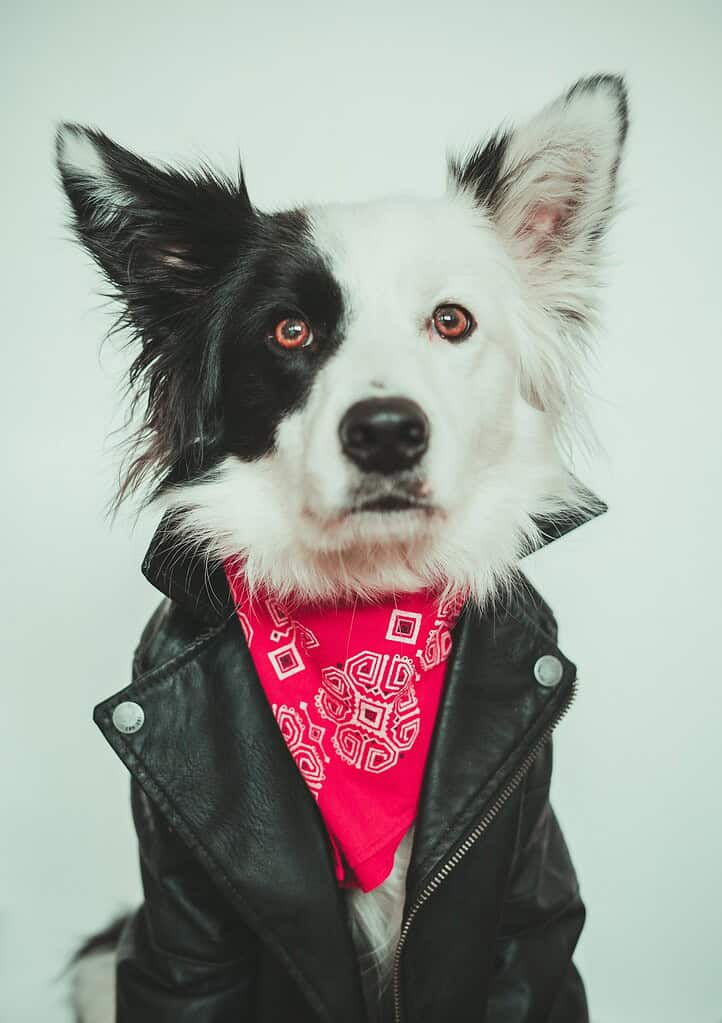 Adorable dog wearing a leather jacket and red bandana with QR code design.