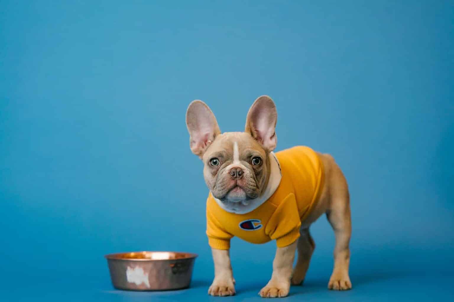 Adorable French Bulldog wearing a yellow shirt next to a pet food bowl.