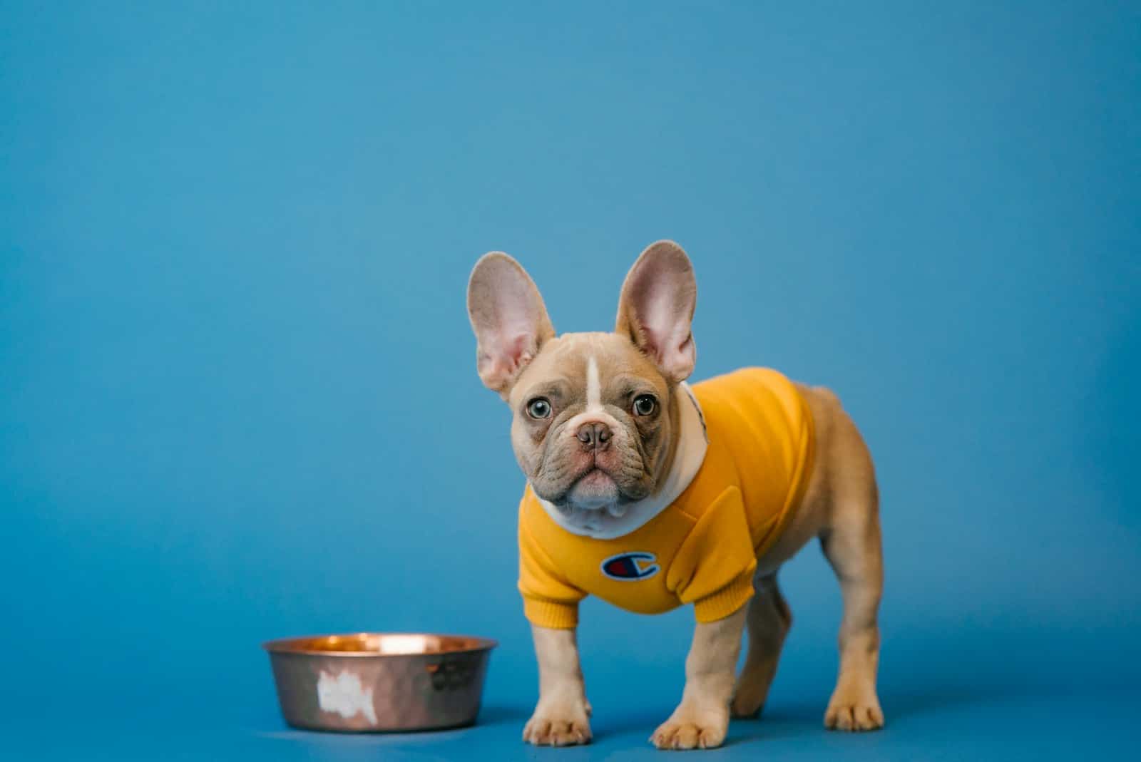 Adorable French bulldog puppy in a yellow sweatshirt standing beside a food bowl