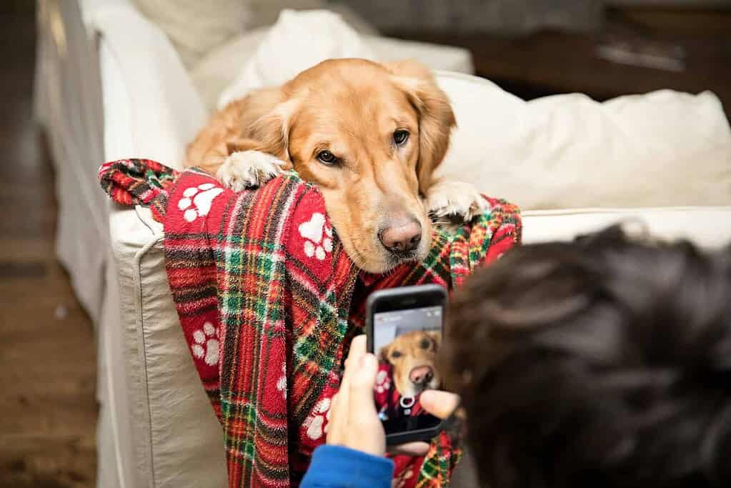 Golden retriever with NFC pet ID tag on sofa, taking a selfie.