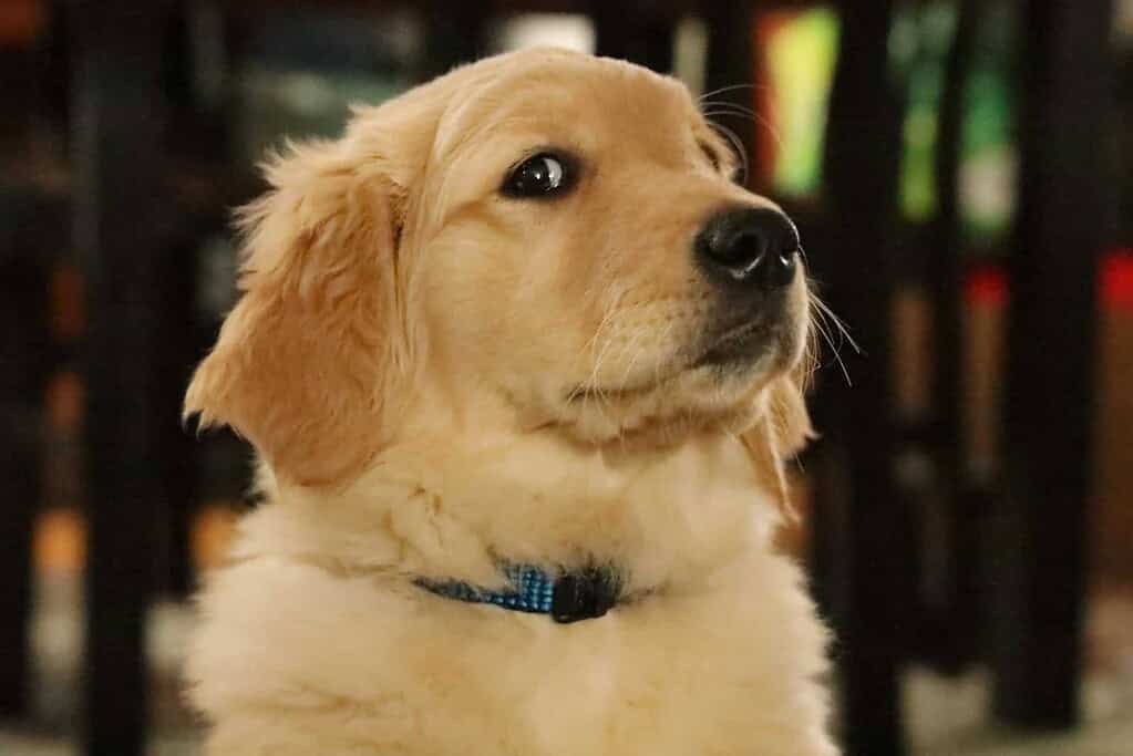 Golden retriever puppy with a blue pet ID tag on its collar.