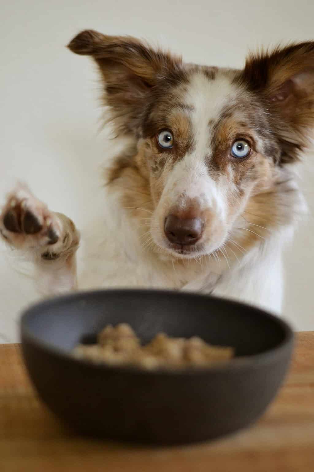 Australian Shepherd with blue eyes and raised paw near food bowl.