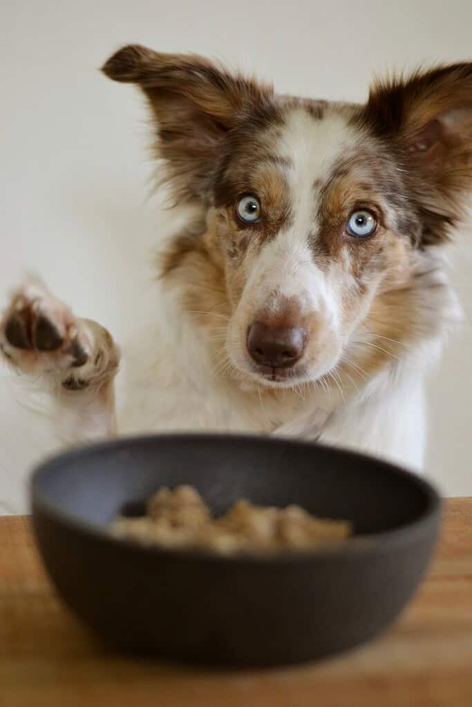 Australian Shepherd with blue eyes and raised paw near food bowl.