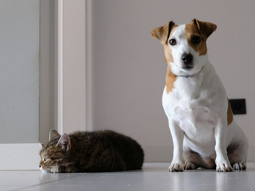 Dog and cat with designer acrylic pet ID tags on collar and floor.