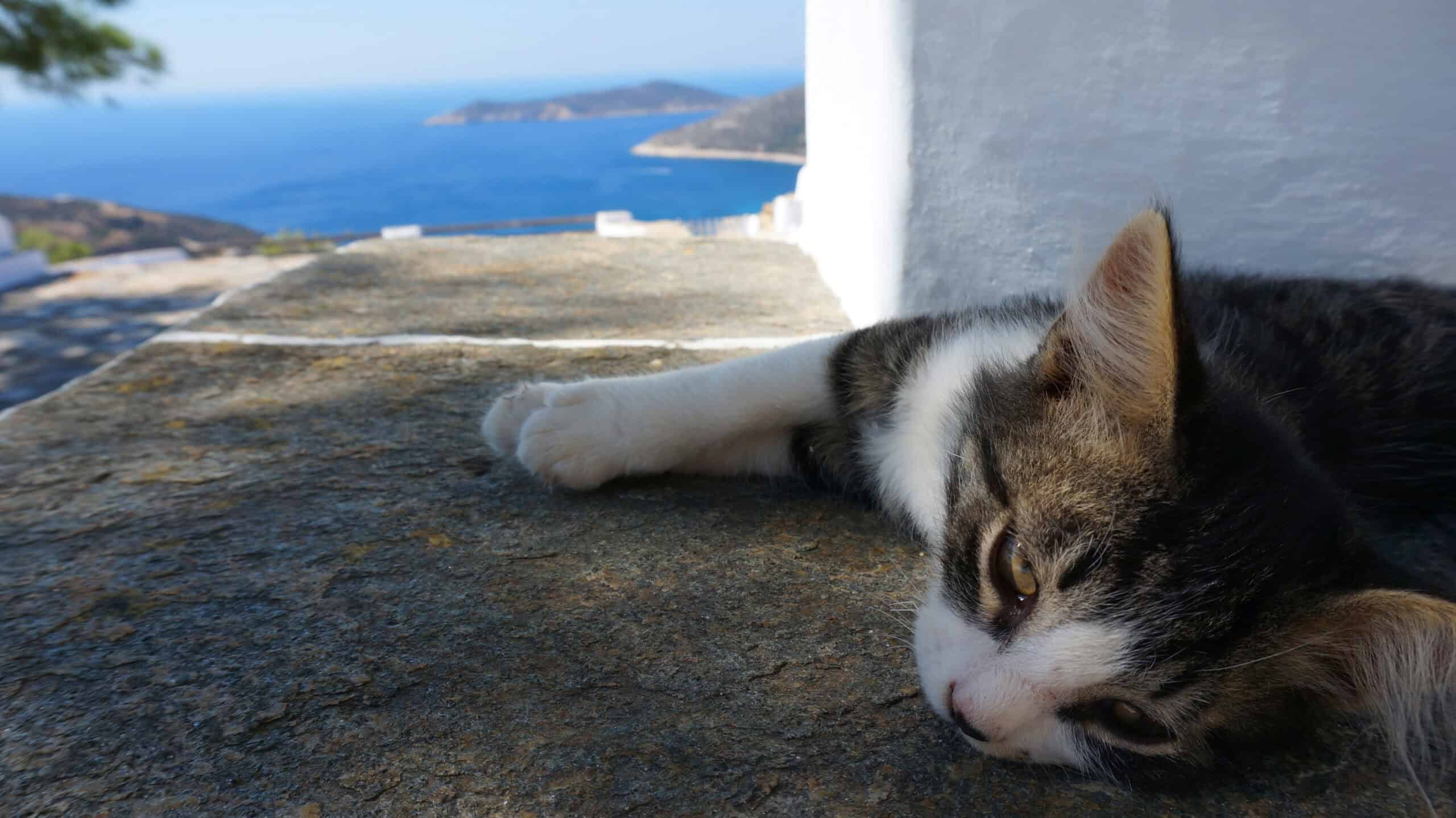 Adorable tabby and white cat resting peacefully in the sunshine by the sea