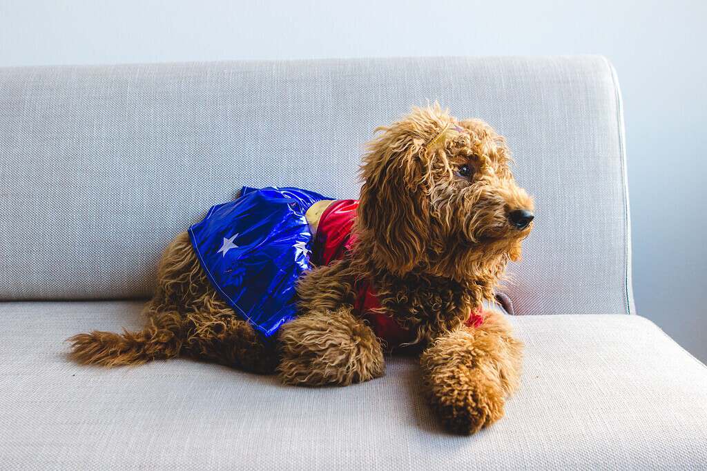 Adorable poodle dog wearing a superhero costume on a light gray sofa.