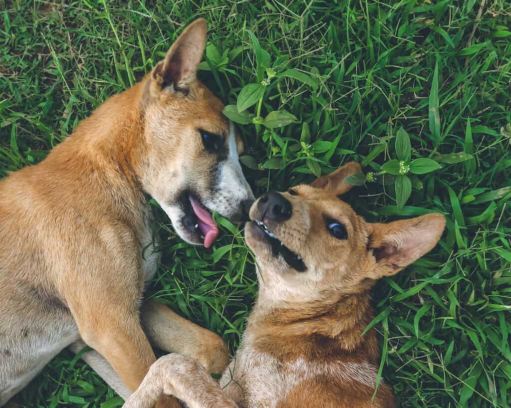 Two dogs playing and touching noses in green grass.