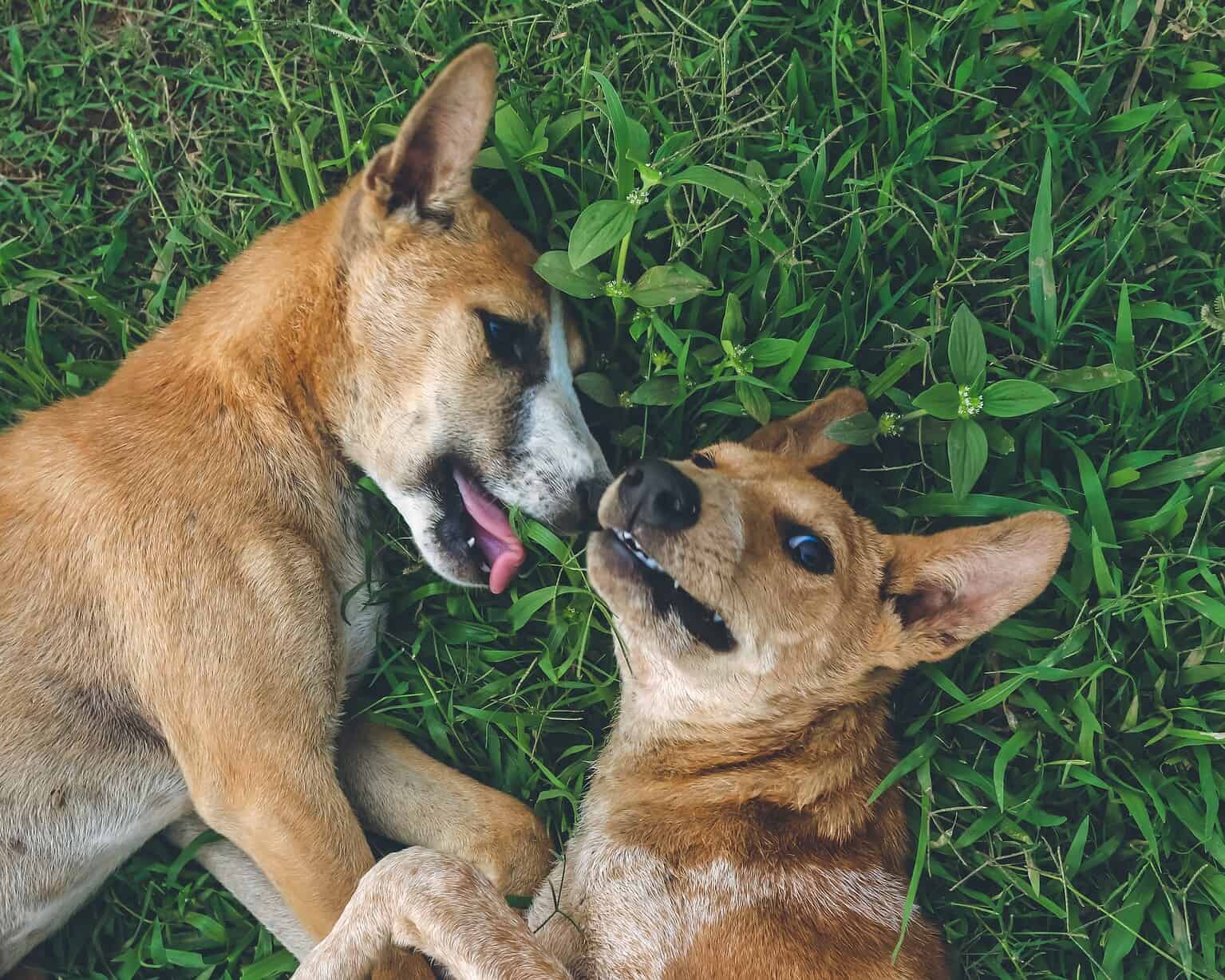 Two dogs playing and touching noses in green grass.