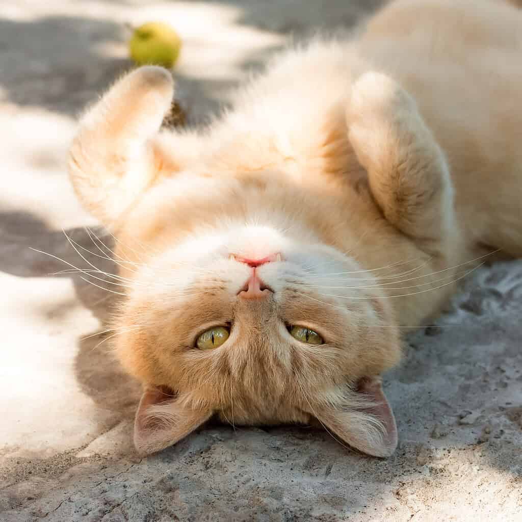 Why Do Cats Purr, Knead & Sit in Boxes? The Internet’s Most-Googled Cat Questions, Answered
