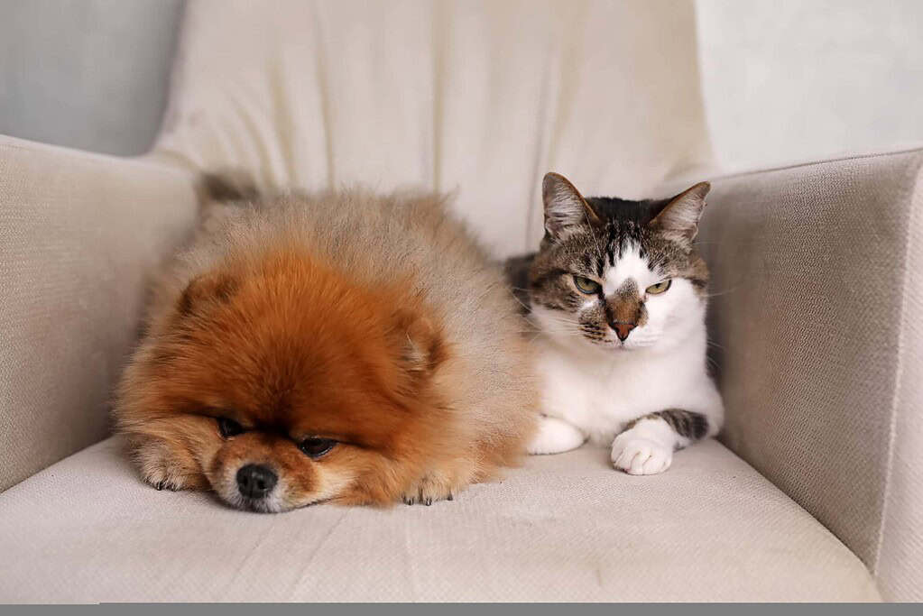 Dog and cat resting on a sofa with designer pet ID tags.