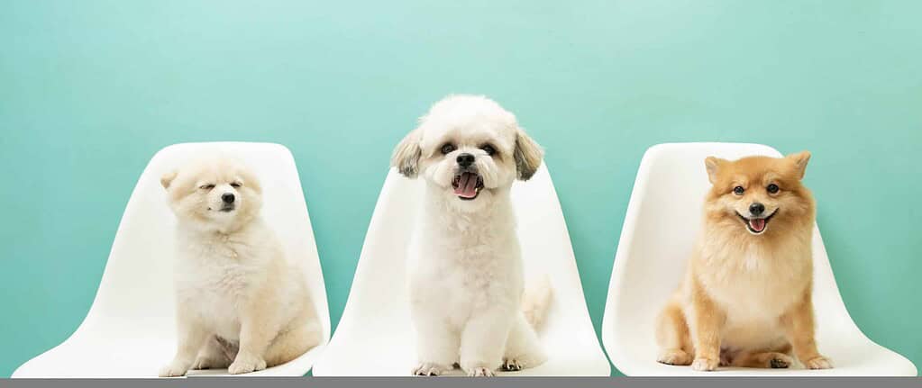 Three adorable dogs wearing designer acrylic pet ID tags, sitting on white chairs