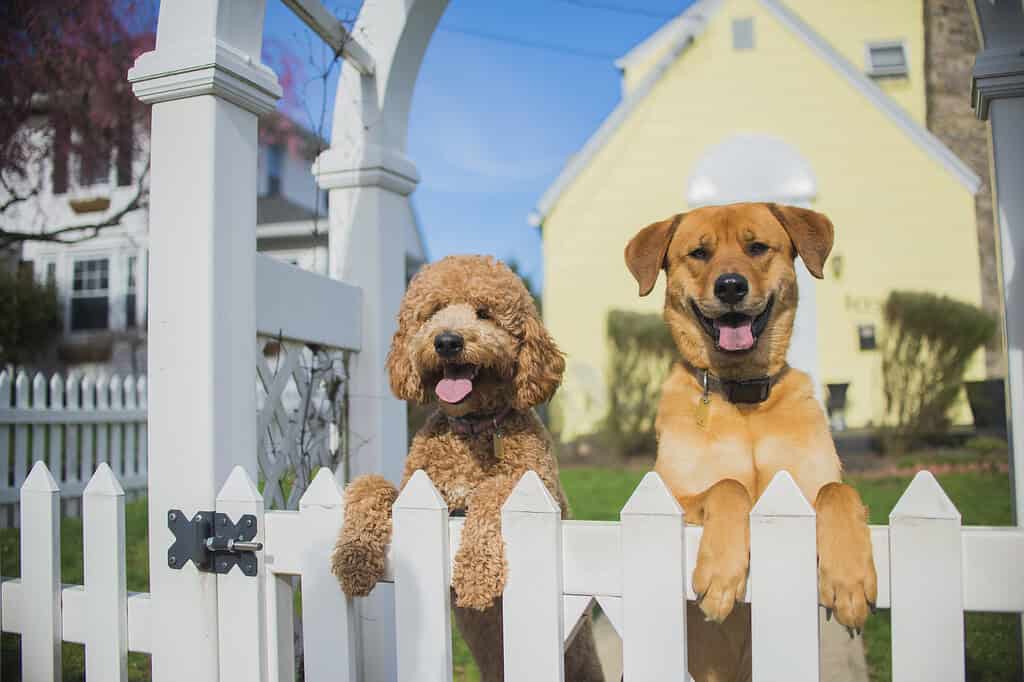 Two dogs peeking over a white picket fence in a sunny yard.