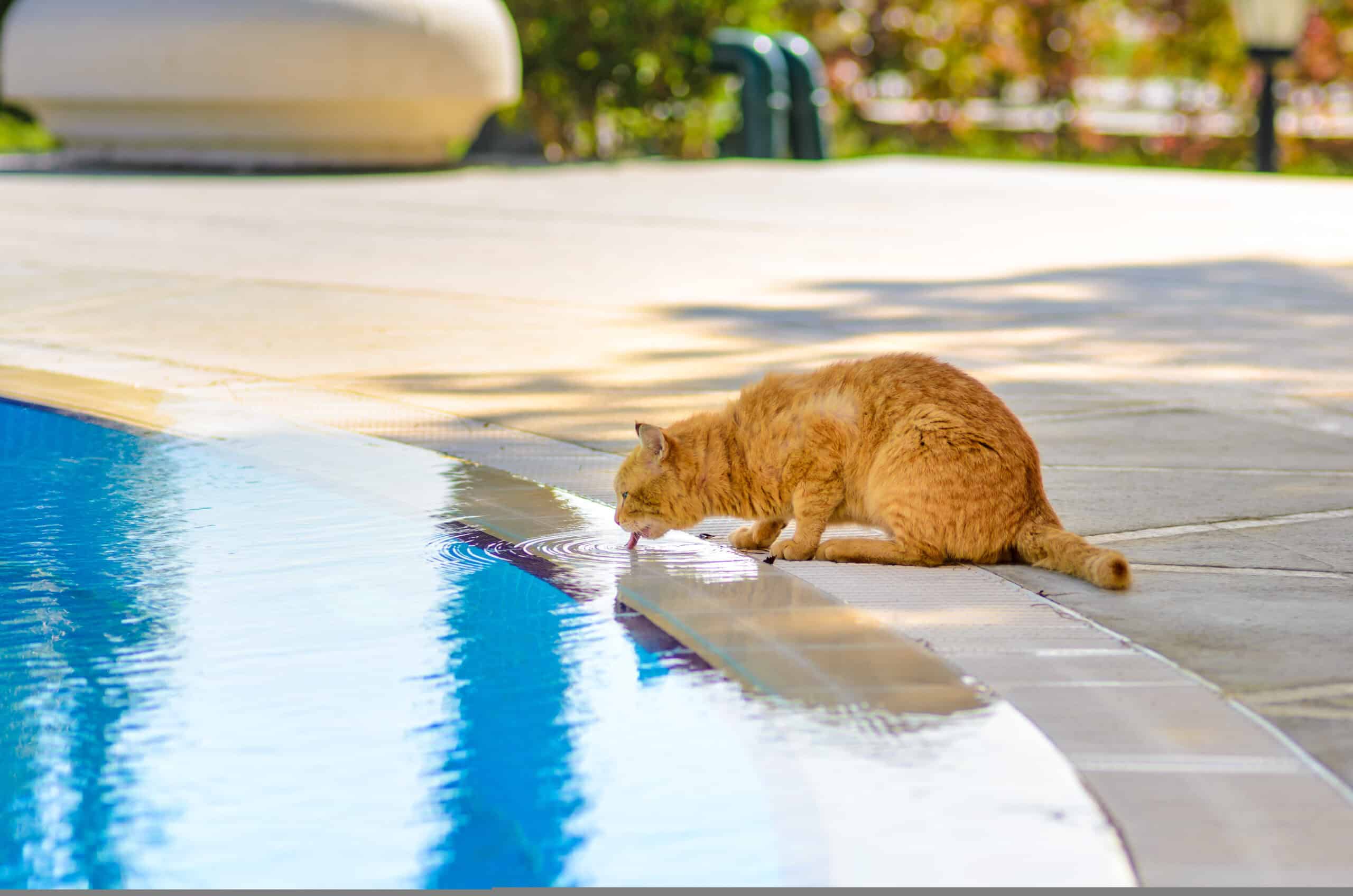 Adorable orange cat crouching at the pool edge for a drink on a sunny day