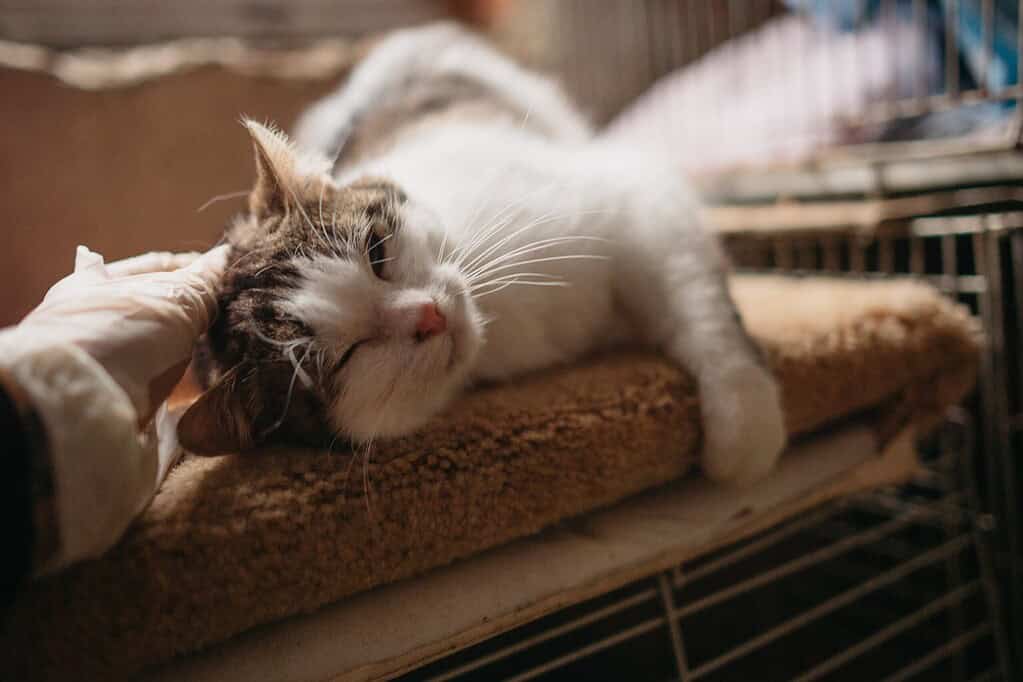 Content tabby cat leaning happily into affectionate petting indoors
