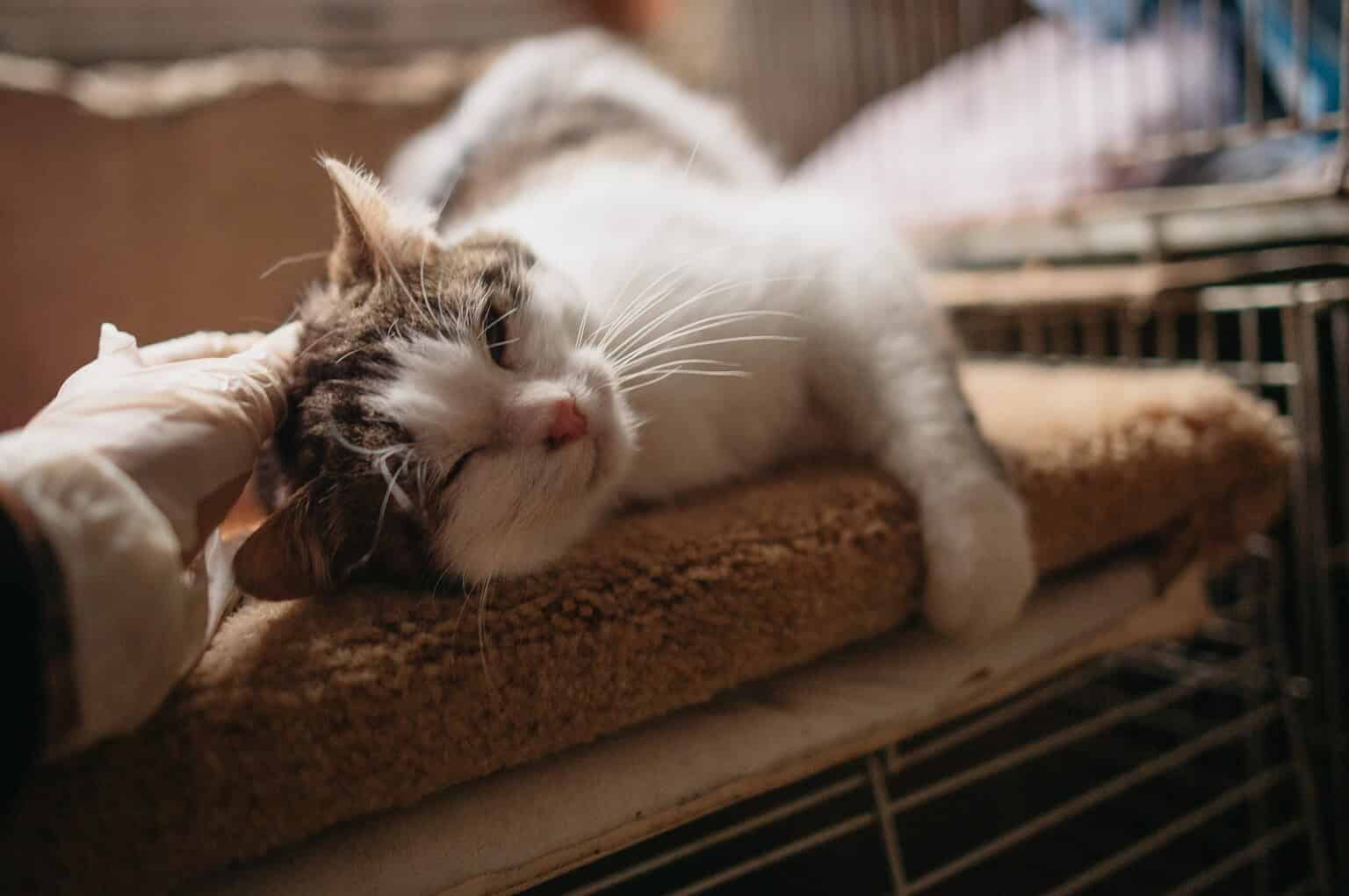 Content tabby cat leaning happily into affectionate petting indoors