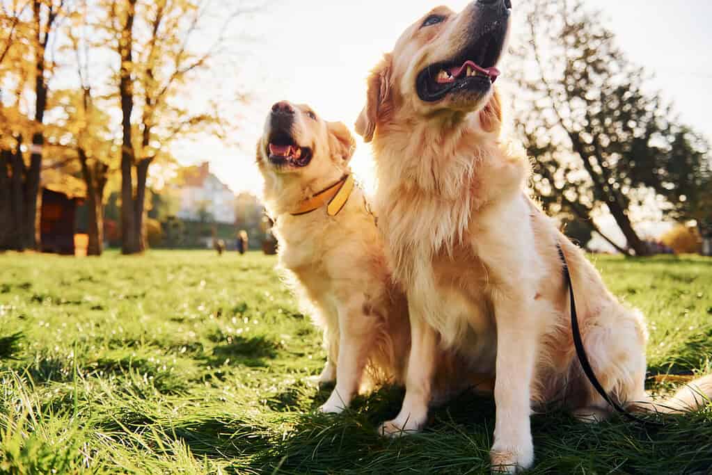 Two golden retriever dogs sitting on the grass during a walk in the park, ready for their harnesses