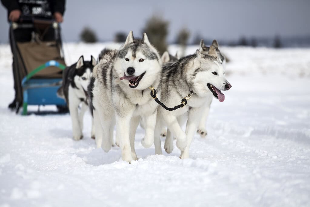 Husky dogs pulling a sled in snowy landscape.