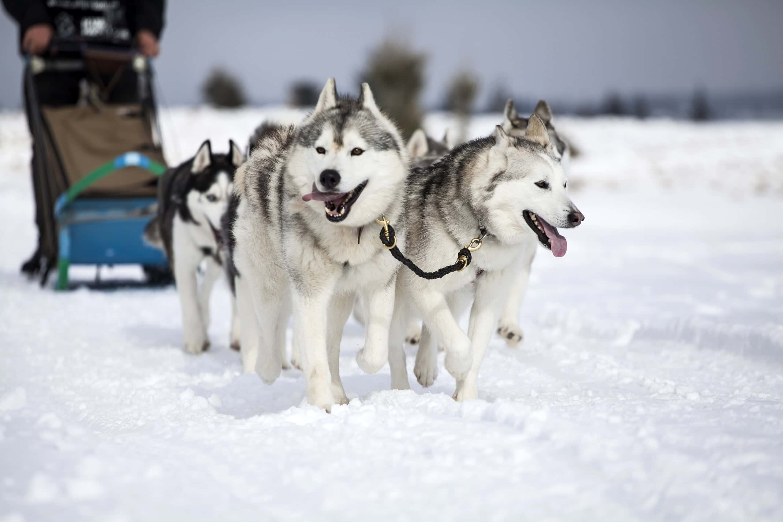Adorable husky dogs running happily through deep snow with their paws in the powder