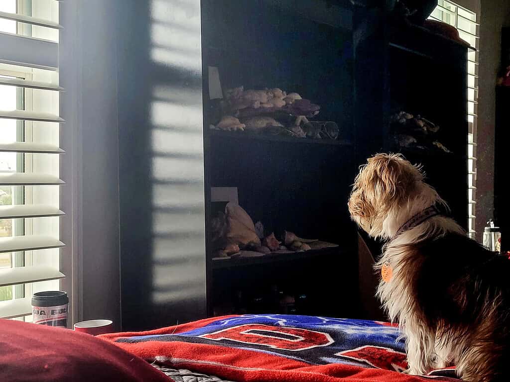 Small dog sitting by the window inside a house, waiting to be watched on a pet camera