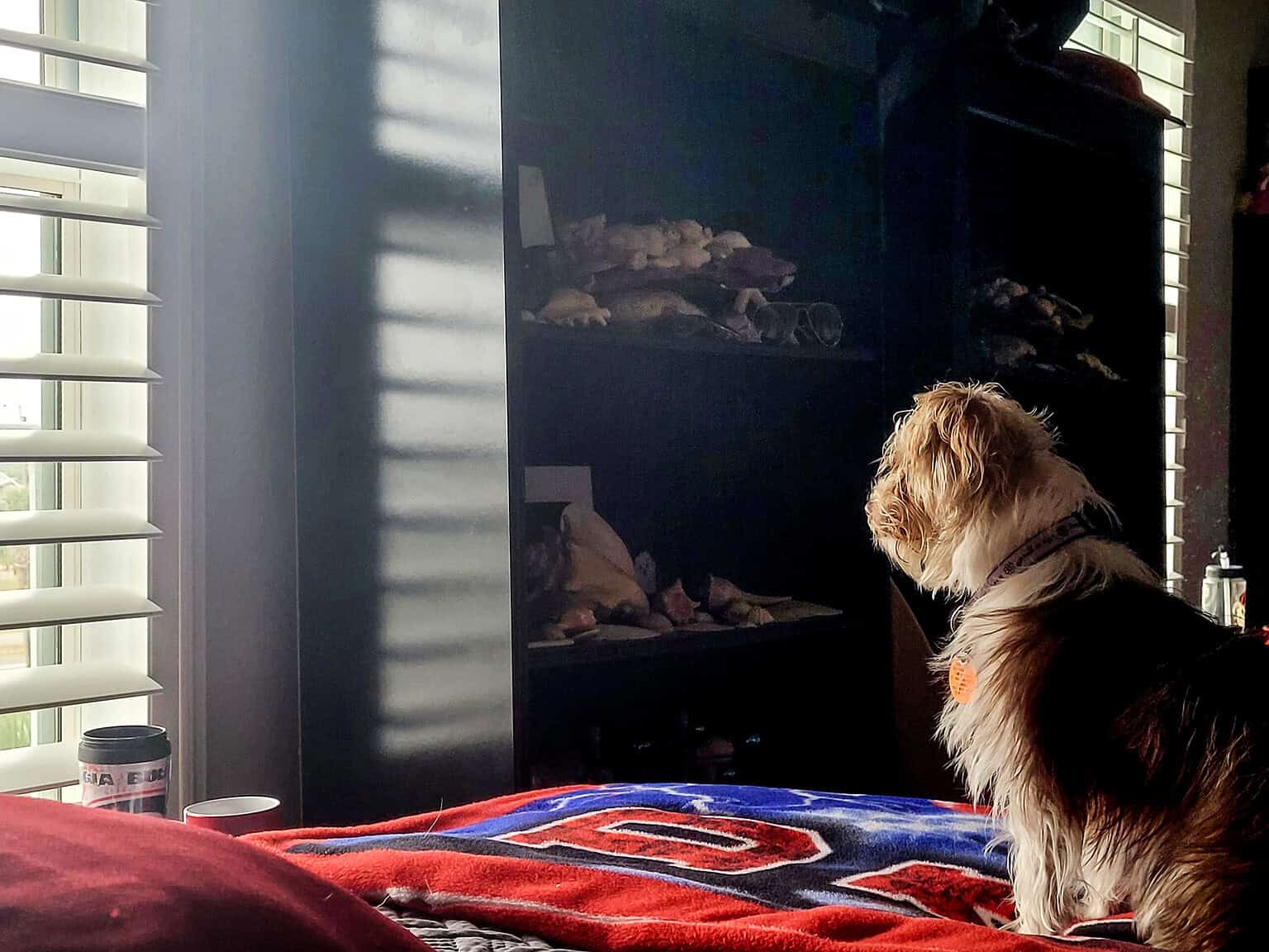 Small dog sitting by the window inside a house, waiting to be watched on a pet camera