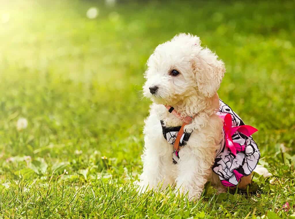 Adorable white puppy wearing a designer acrylic pet tag and dress in a grassy field.