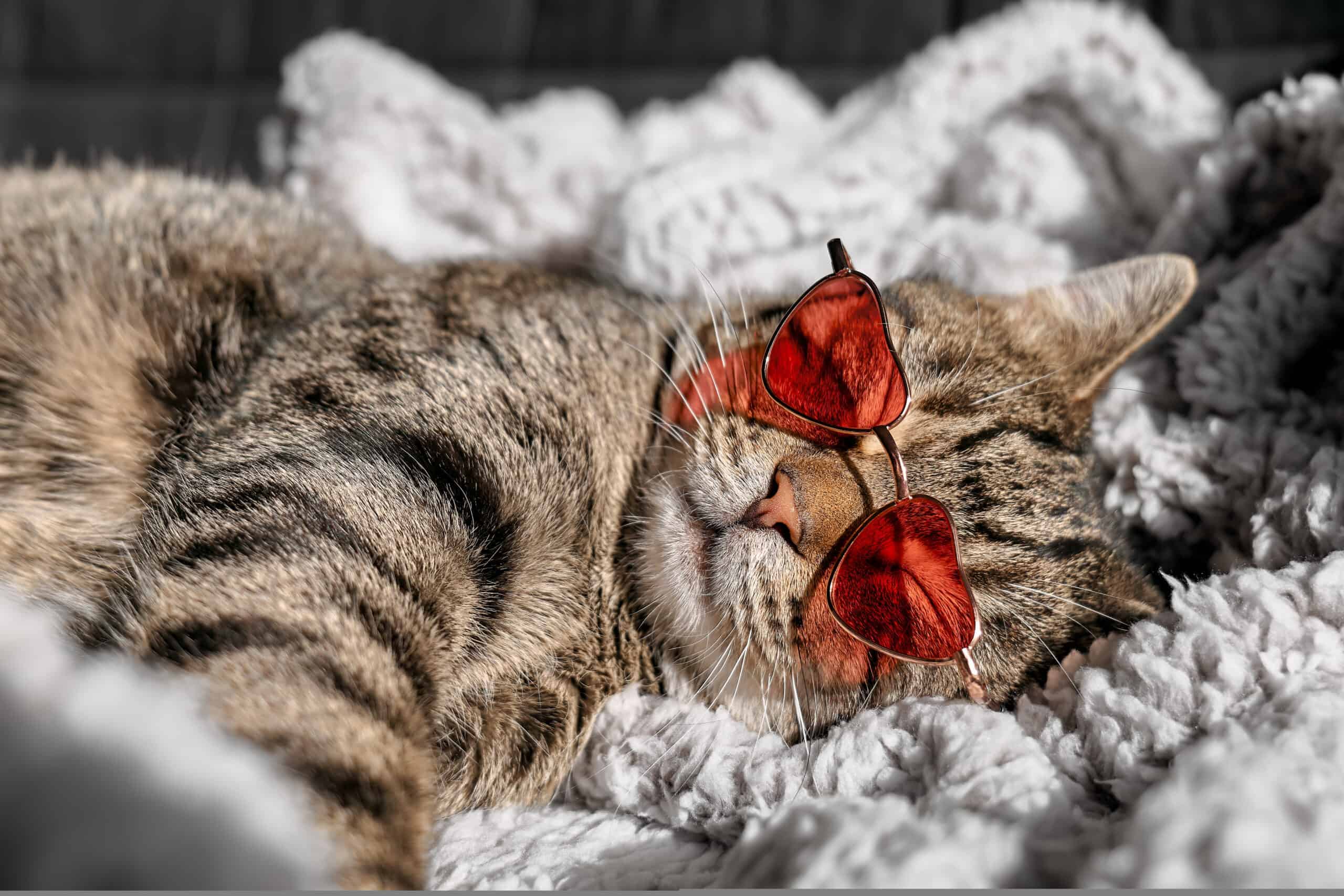Tabby cat lounging on a soft blanket wearing heart-shaped sunglasses