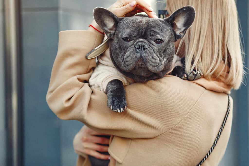 Person holding a French Bulldog with a designer acrylic pet ID tag.