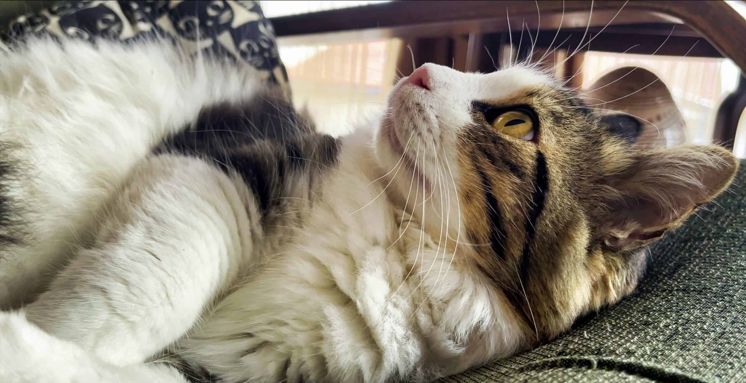 Adorable indoor tabby cat relaxing on an armchair, wearing an ID tag