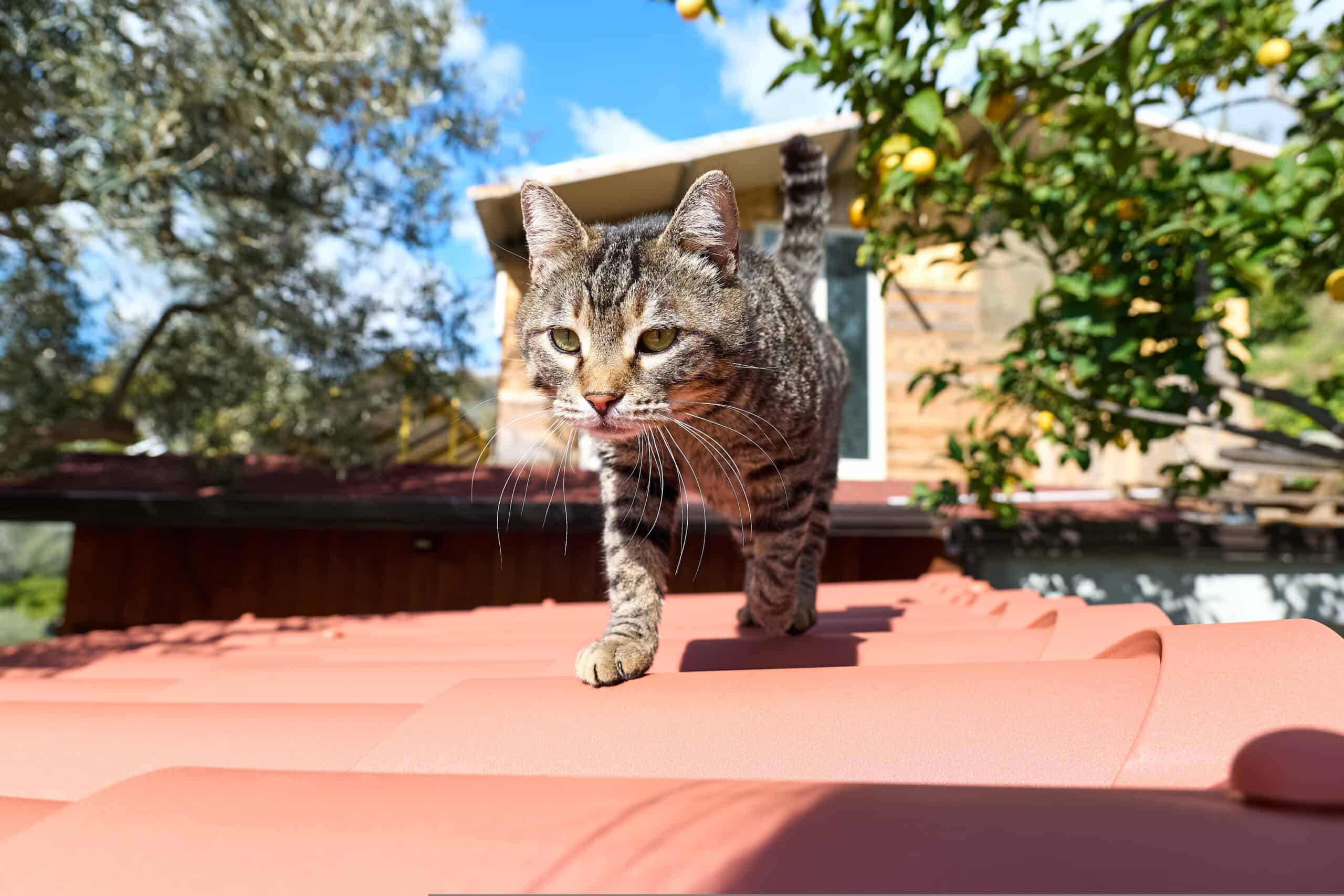 Adorable tabby cat confidently walking along a sunny rooftop, doing what climbers do
