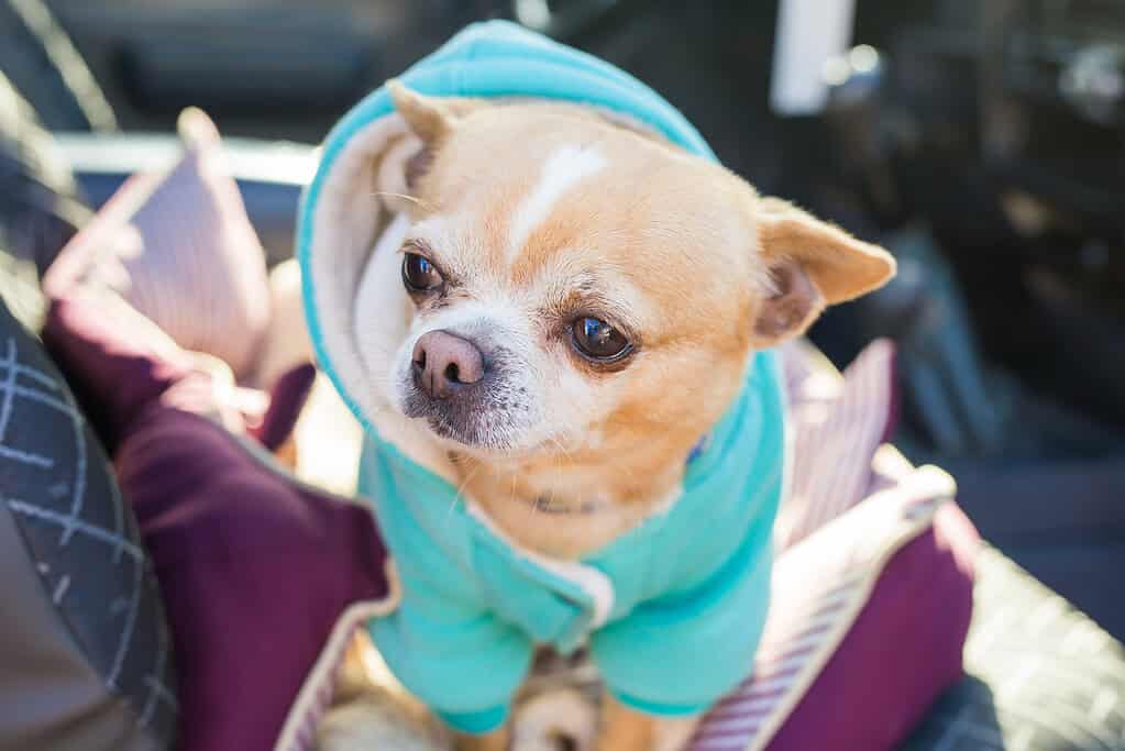 Adorable Chihuahua wearing a blue pet hoodie in a car seat.