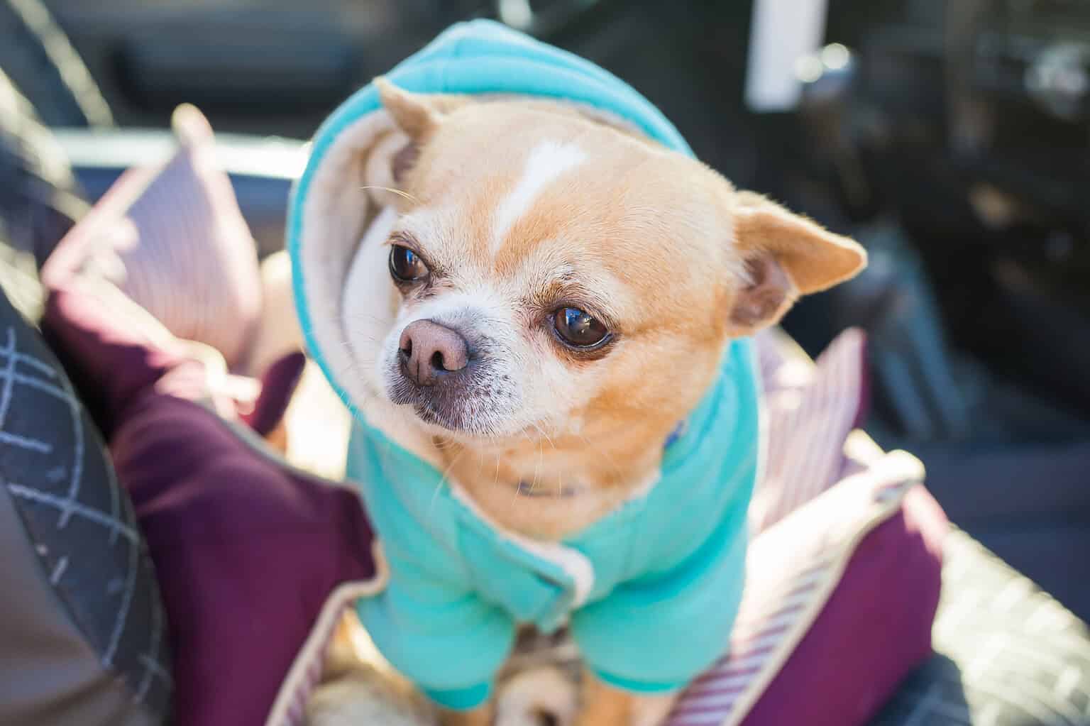 Adorable Chihuahua wearing a blue pet hoodie in a car seat.