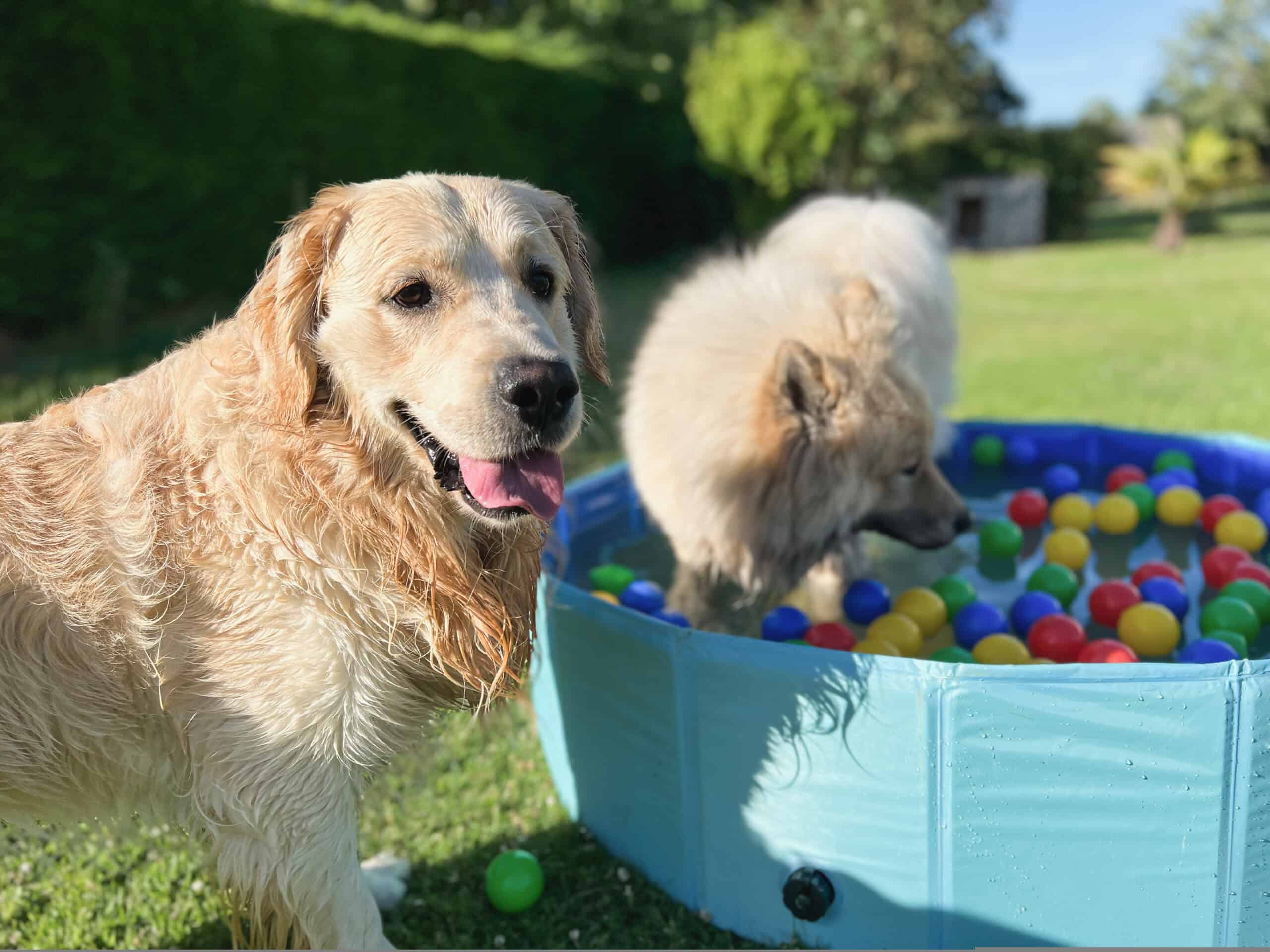 Golden retriever and fluffy dog playing with a pool full of colorful toy balls