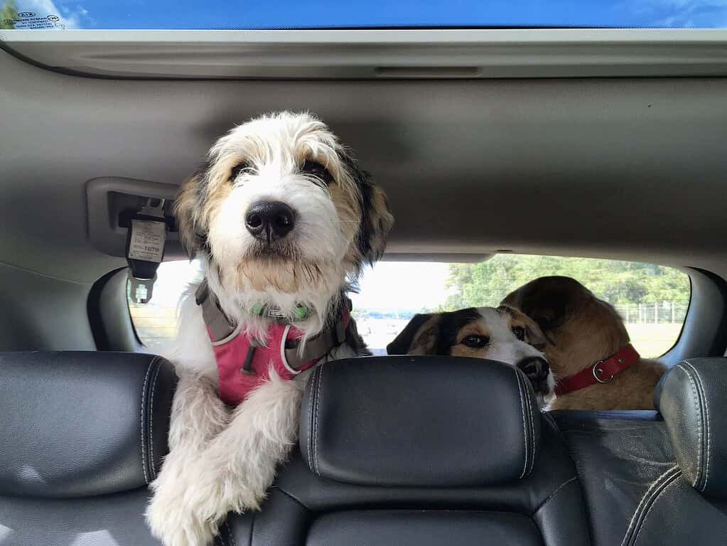 Three dogs with designer pet ID tags in the backseat of a car.