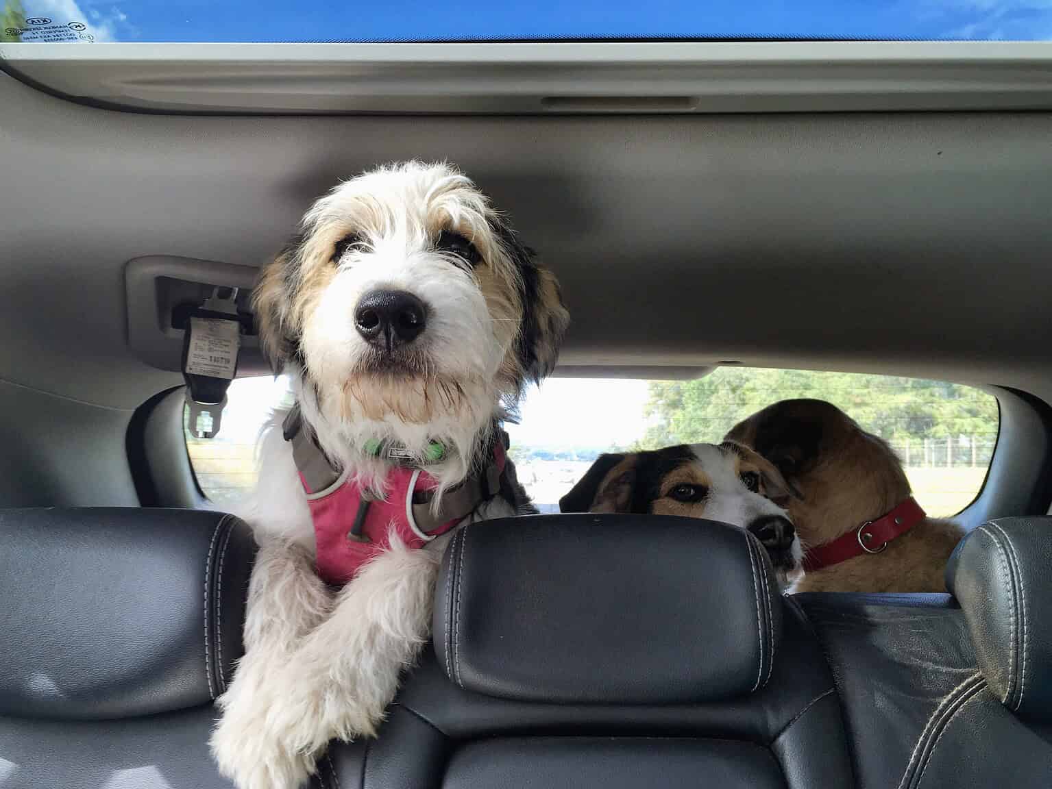 Three dogs with designer pet ID tags in the backseat of a car.