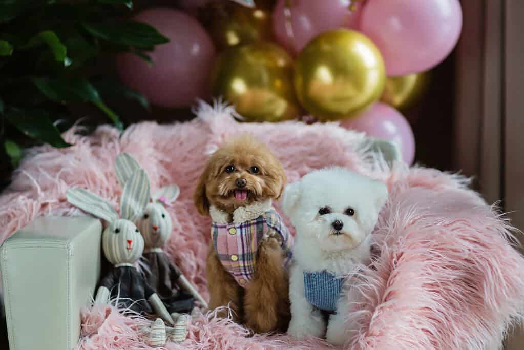Two adorable dogs sitting on pink fluffy blanket with balloons and plush toys.