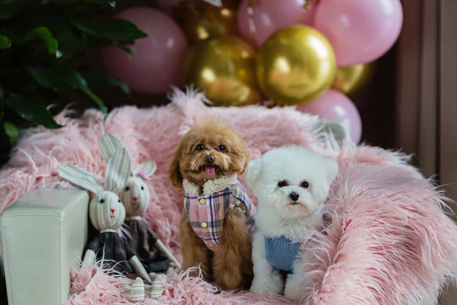 Two adorable dogs sitting on pink fluffy blanket with balloons and plush toys.