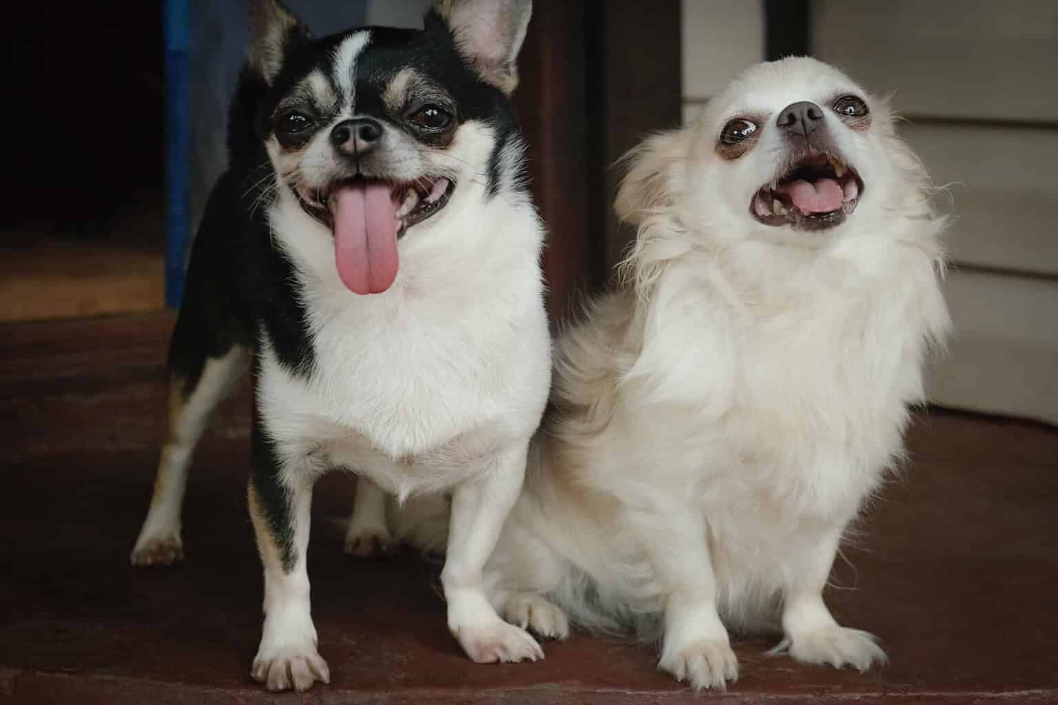 Two small dogs with NFC pet ID tags on their collars.