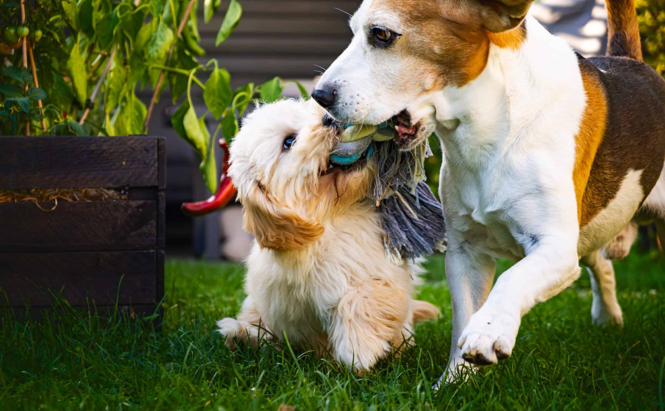 Adorable golden puppy and beagle playing tug with a rope toy in a sunny green backyard, panting from the heat